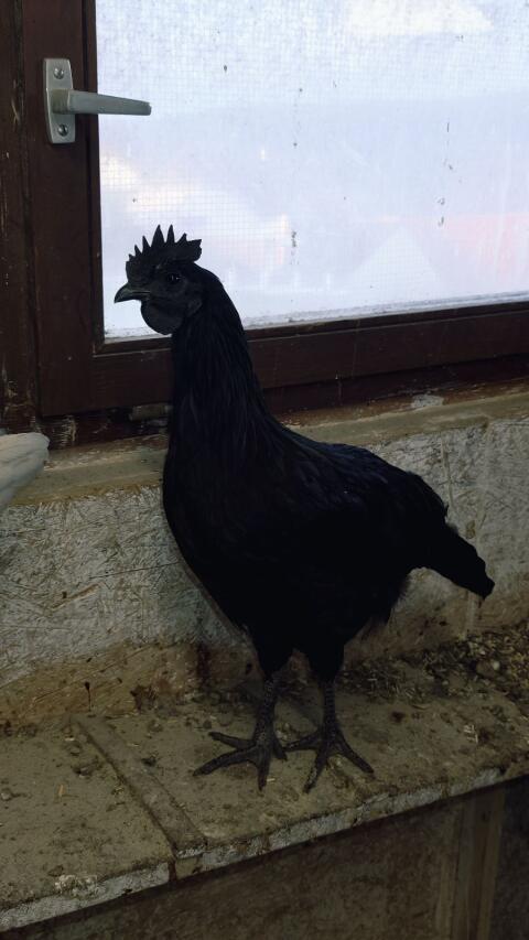 Ayam Cemani