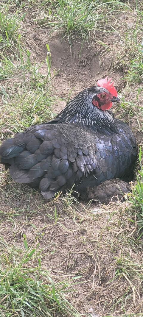Marans schwarz-silber Bruteier abzugeben