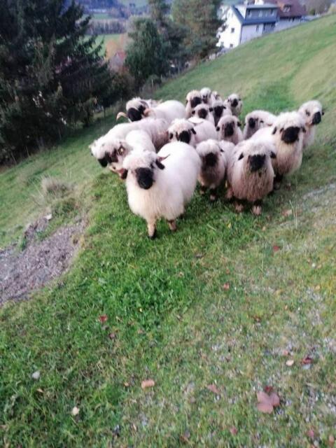 Walliser Schwarznasen