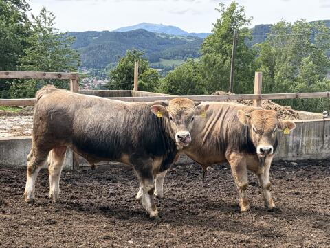 Verkaufe 2 MB-Zuchtstiere