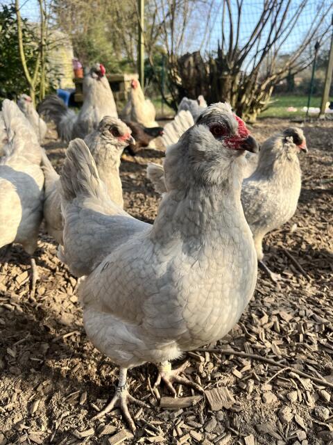 Bruteier Lavender Araucana