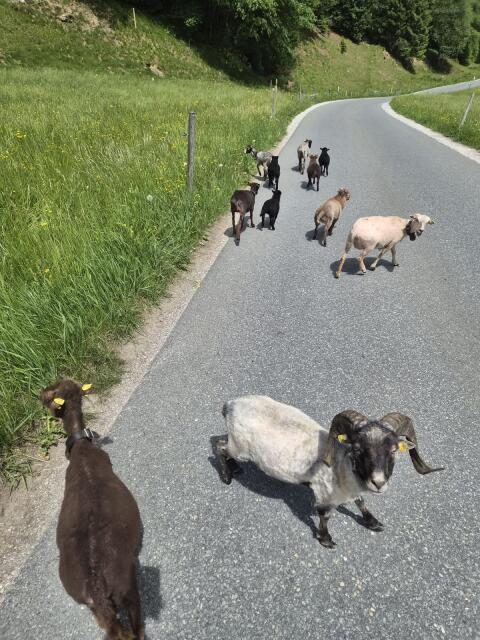 Ouessant-Zwergschaf weiblich
