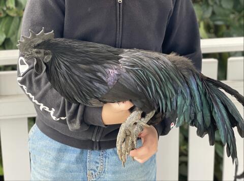 Ayam Cemani, Zwerg-Wyandotten