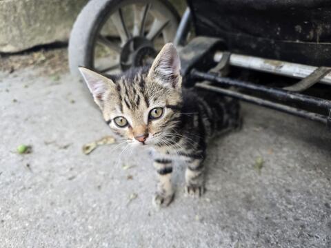 Babykatzen
