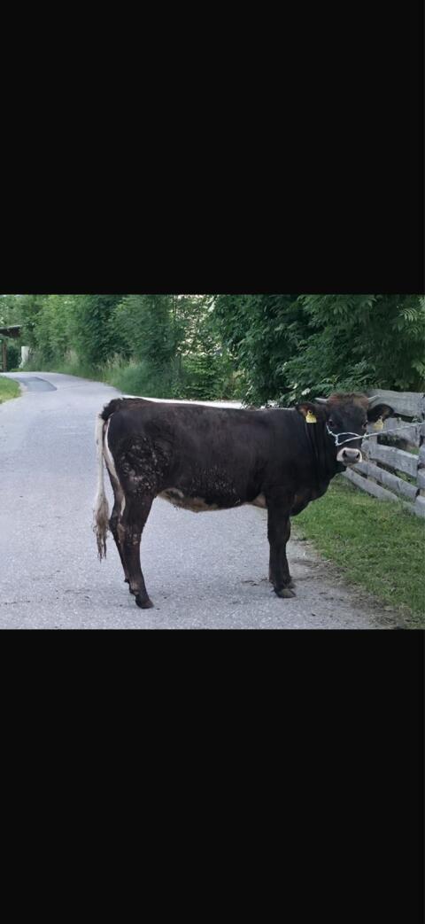 Aubrac/Pinzgauer Kalbin