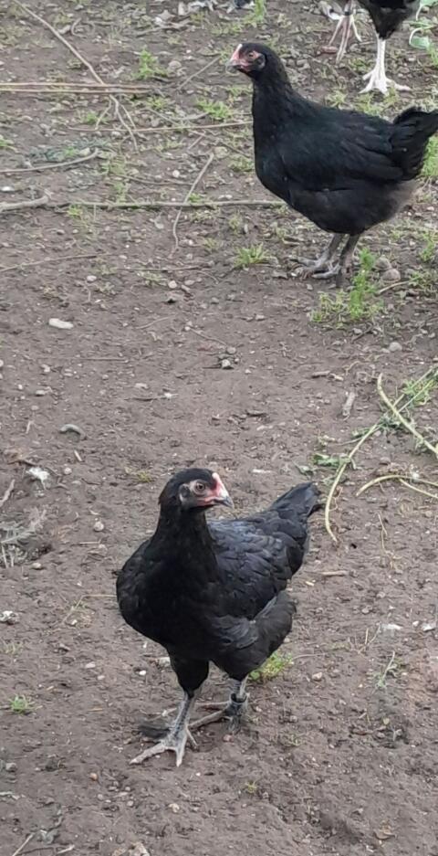Marans-Junghennen