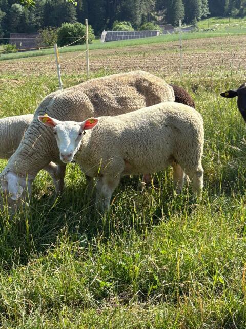 Berrichonbock