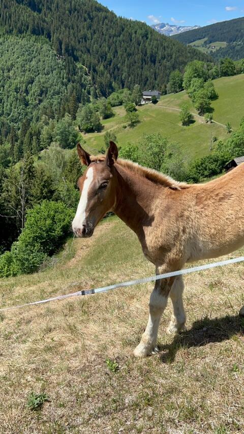 Noriker Hengstfohlen Amadeus
