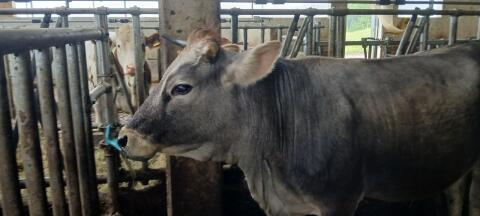 Tiroler Grauviehkalbin Bio