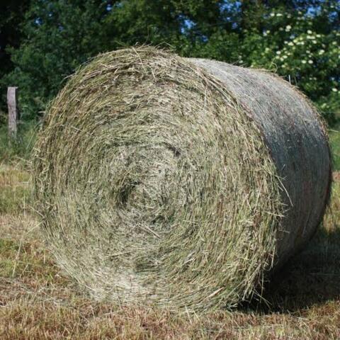 Suche Heu-Ballen