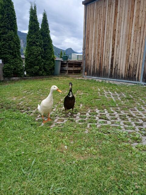 2 Laufenten