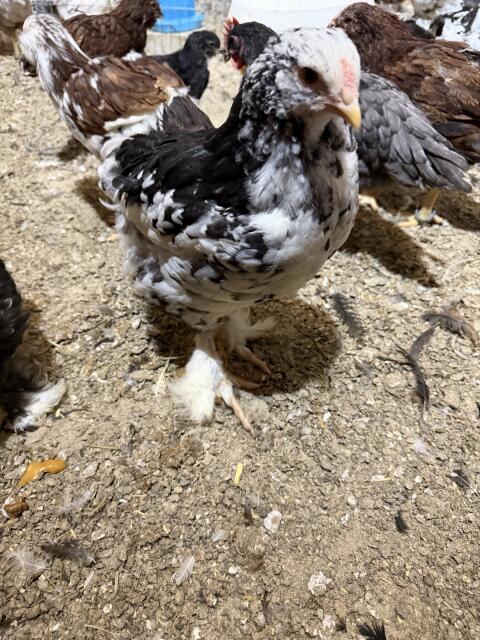 Brahma mottled