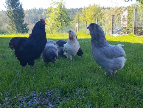 Reinrassige Araucana-Bruteier, grüne Eier, Küken