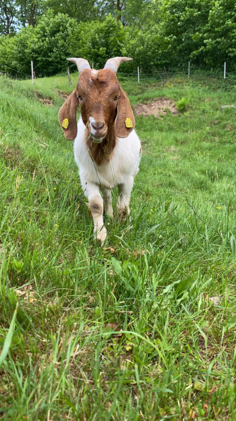 Burenziegenbock
