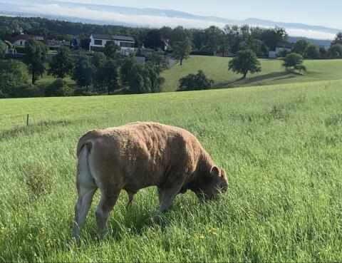 Bio-Jungstier Einsteller, Fresser