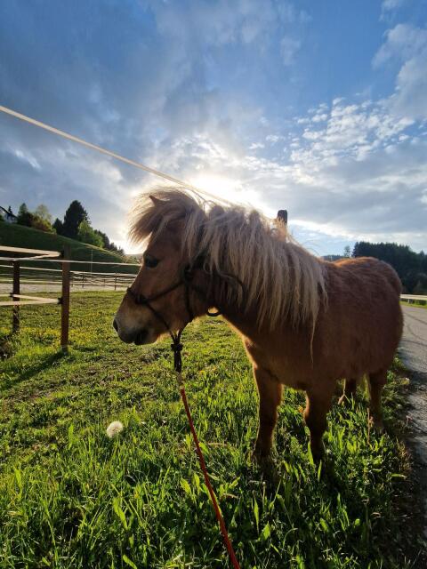 Mini-Shetty-Stute