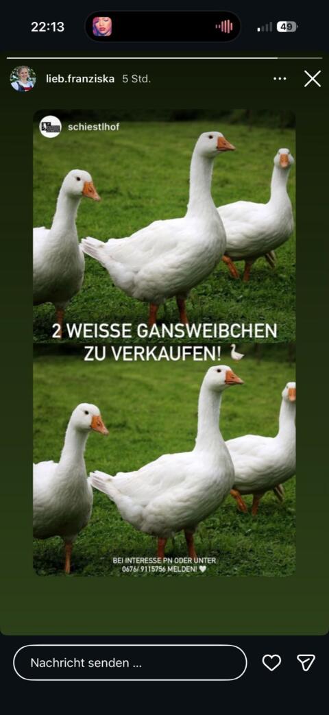 Hausgänse