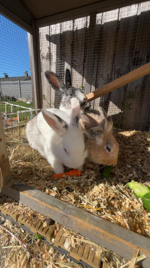 4 Kaninchen zu verkaufen