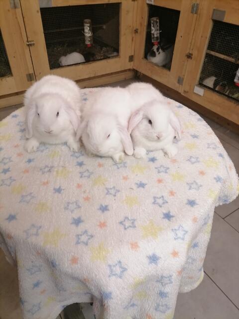 Zwergkaninchen, Minilop, Zwergwidder