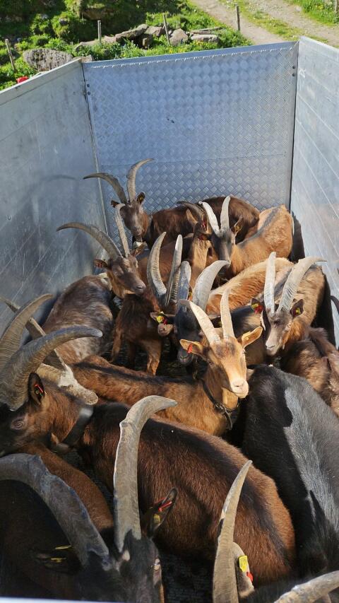 Suche Stall