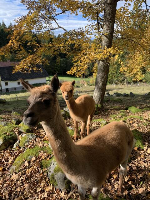 Alpakaherde
