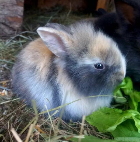 Zwergkaninchen Löwenkopf, Widderkaninchen