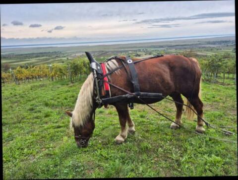 Ausbildung in Kutschenfahren, Holzrücken, Reiten, Pflügen