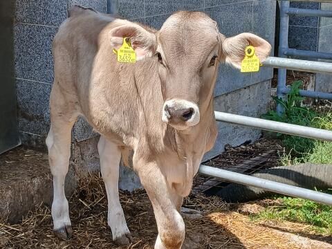 GZW 145 Brown Swiss Stierkalb