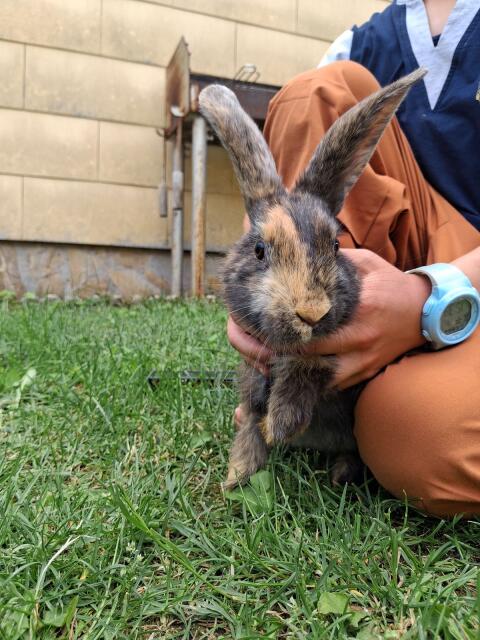 Hase