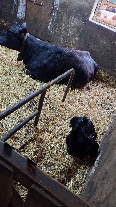 Suche Angus-Stier