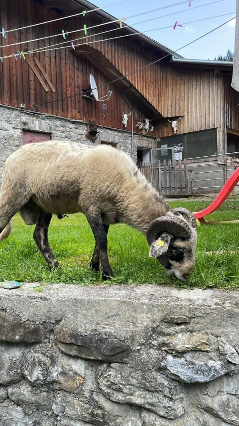 Montafoner Steinschaf Widder