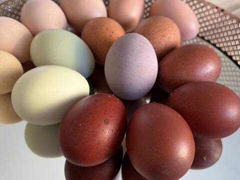 Bruteier Buntleger, Marans, Araucana, Olivleger