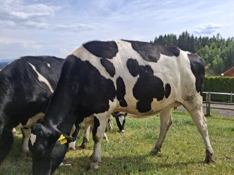 Verkaufe Holstein-Kalbin