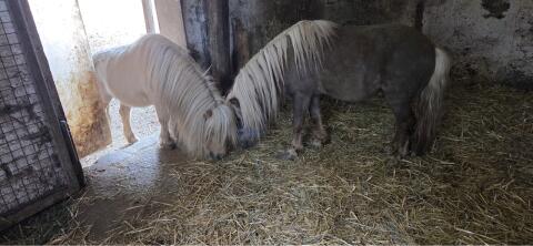 2 süße Ponys
