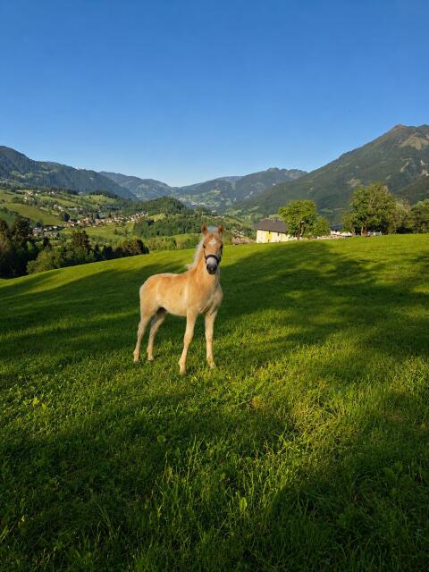 Haflinger Stutenfohlen zu verkaufen