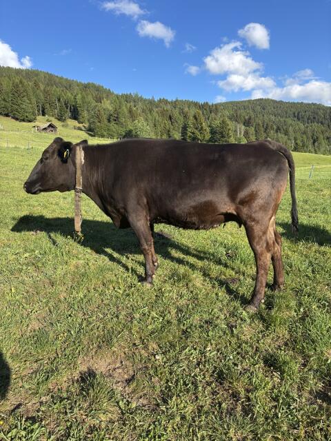 Wagyu-Kuh