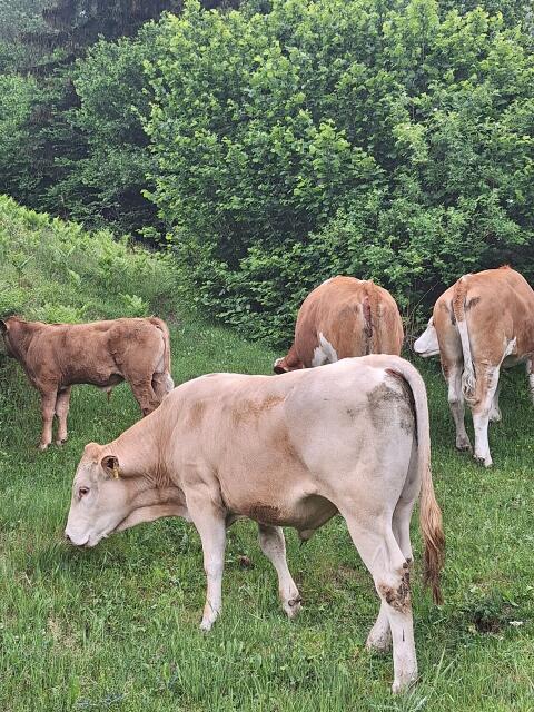 Bio Blonde d'Aquitain Jungstier