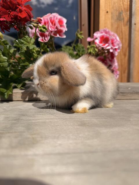 Minilop-Kaninchen