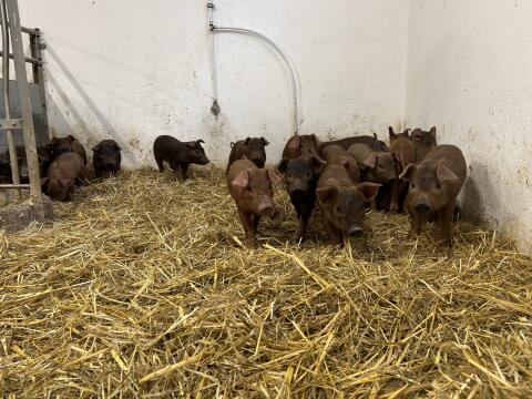 Duroc-Ferkel