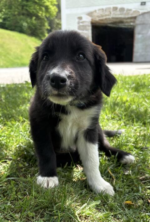 Border Collie Welpen