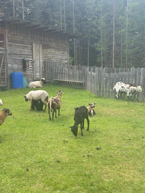 Quessantschafe, Aue