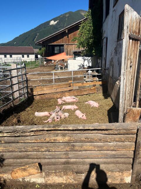 BIO-Ferkel