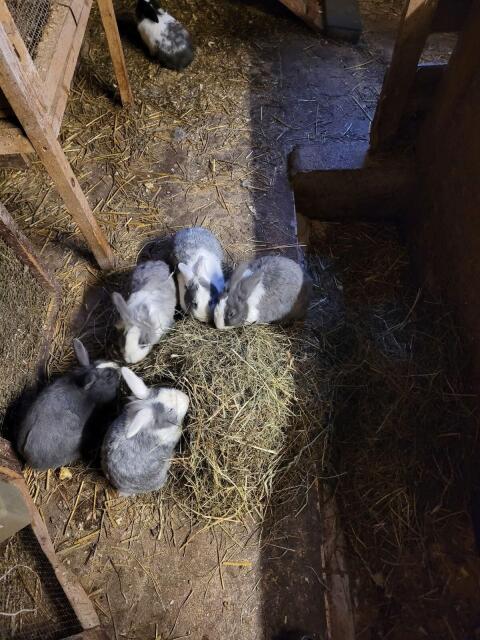 Kaninchen