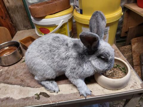 Hase