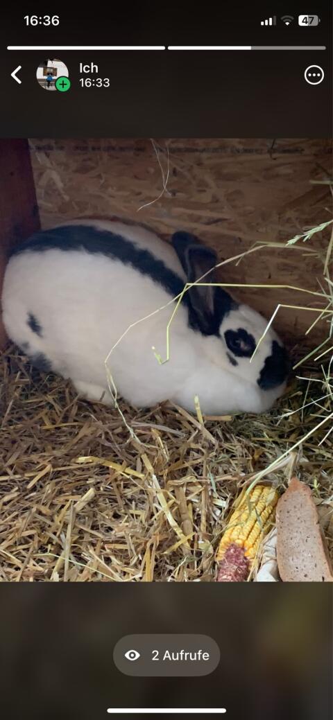 Hase