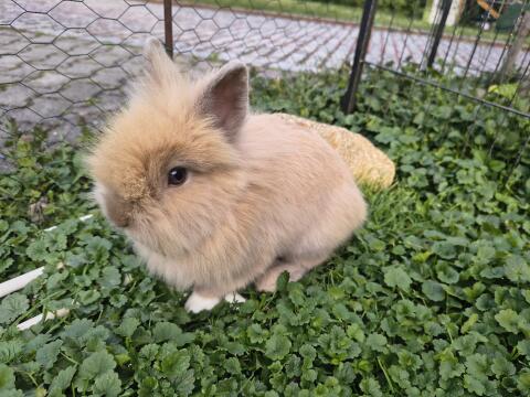 Kaninchen Löwenköpfchen kastriert