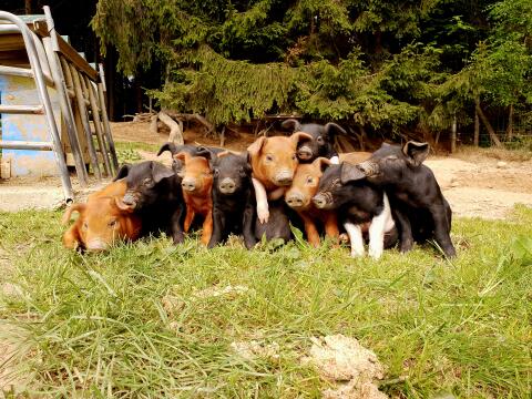 Bio-Ferkel zu verkaufen