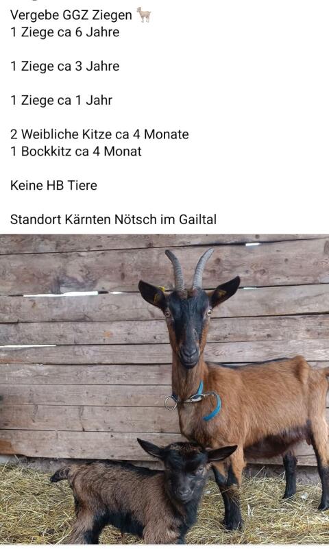 Ziegen