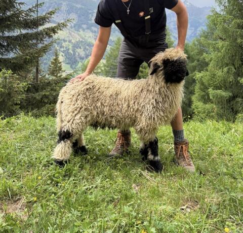 Schwarznasenschaf-Widder