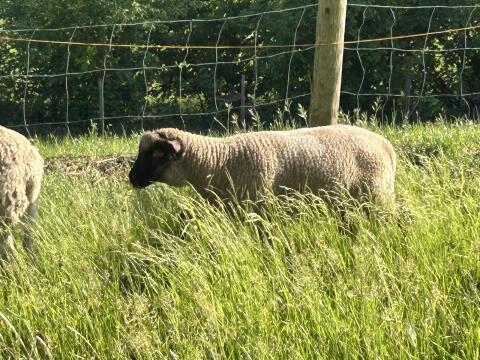 Shropshire-Jungschafe
